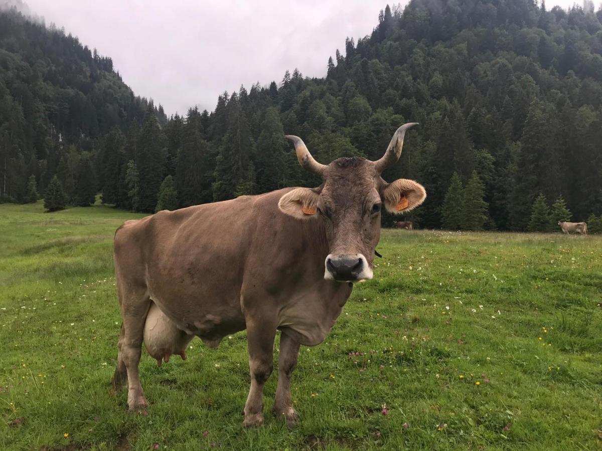 Kleine Ferienwohnung Am Rande Der Wildnis Sibratsgfall Bagian luar foto